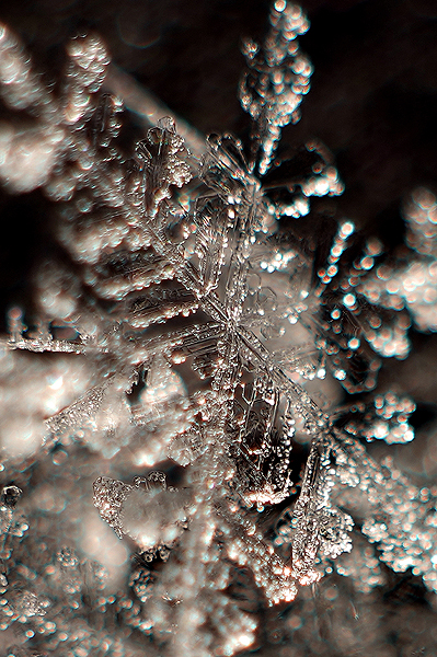 _DSC2499gr